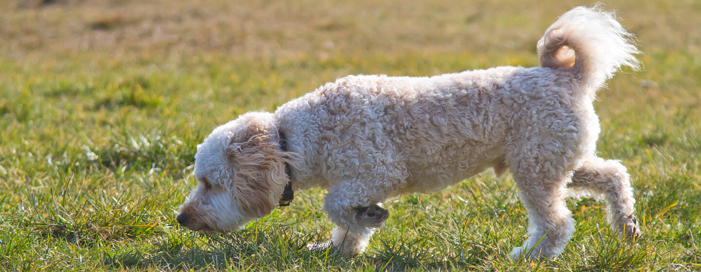 Dog likes store to eat grass